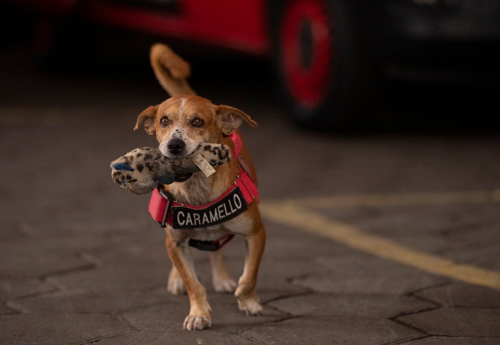 Brazil Rescue Dogs
